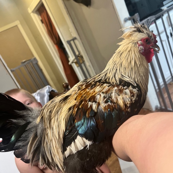 Rooster’s Fanatical Funday Share - Picture 4 of 5